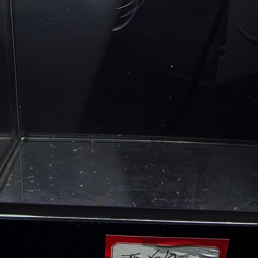 孔雀鱼黄蕾丝玻璃猫大c一对