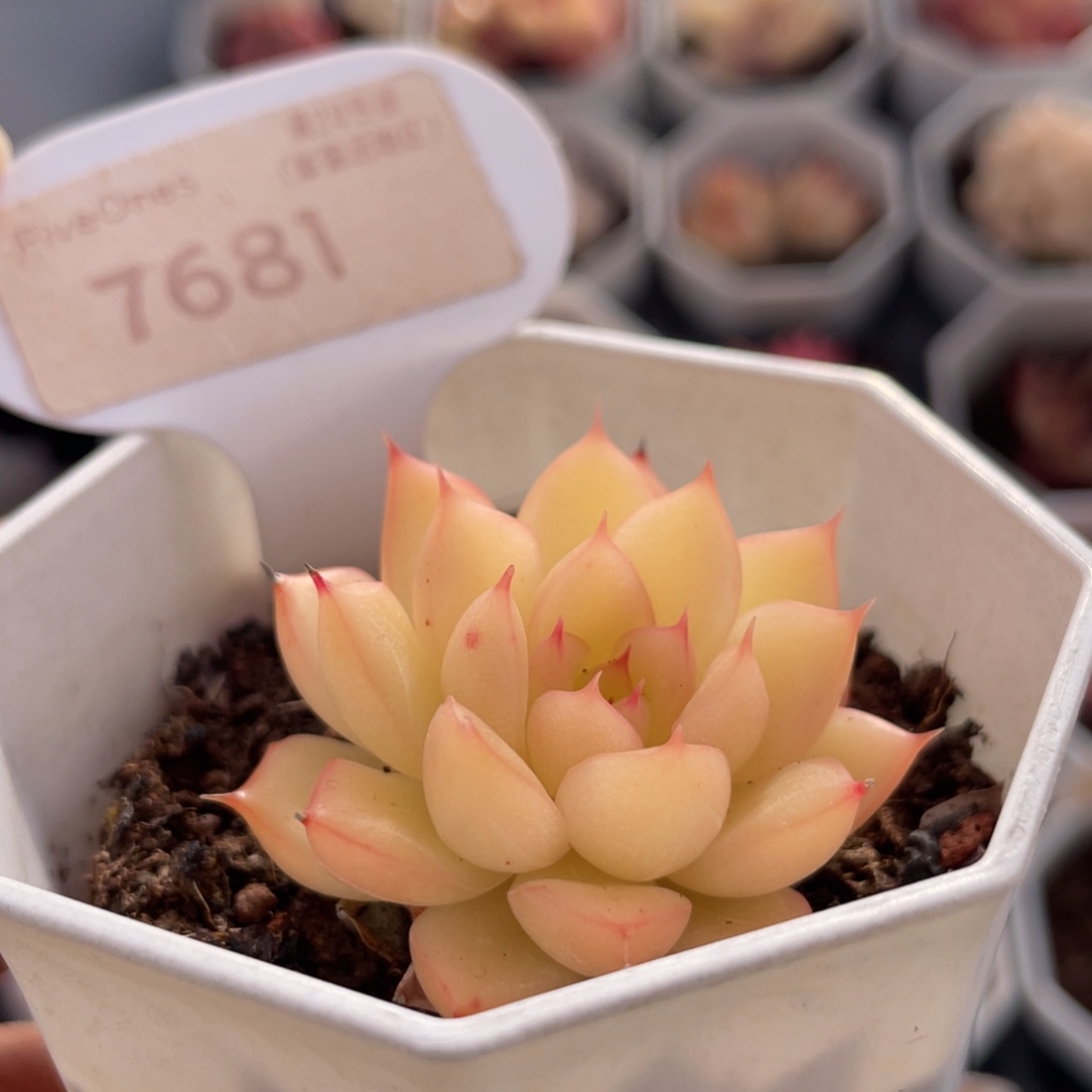 闪光7681-4.0厘米