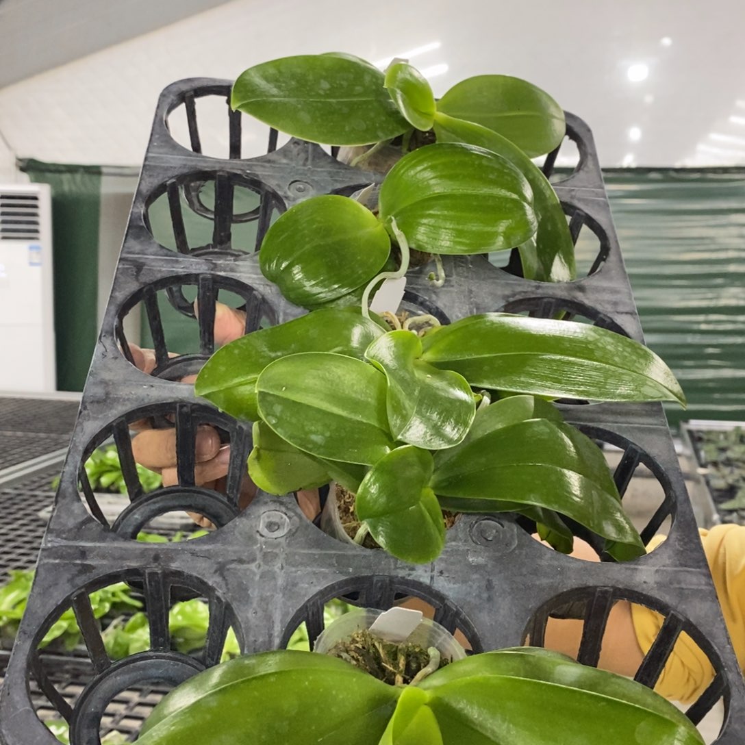 当前无花朵，栽培后可花朵