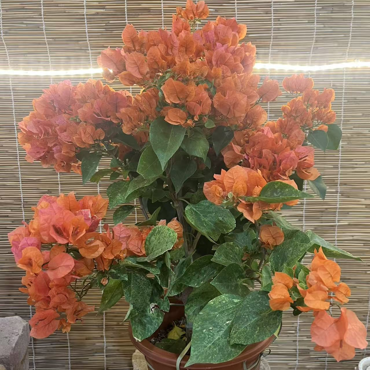 钻石橙·爱马仕橙粉色四季开花三角梅随机部分叶子带金点