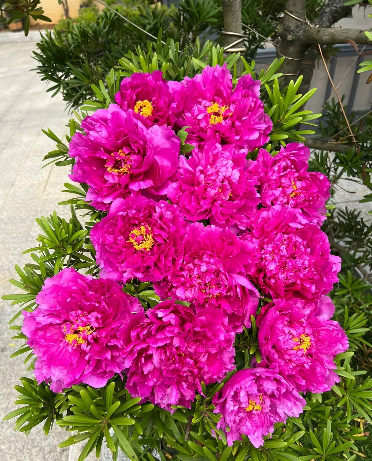 新春牡丹盆花（全国包邮）