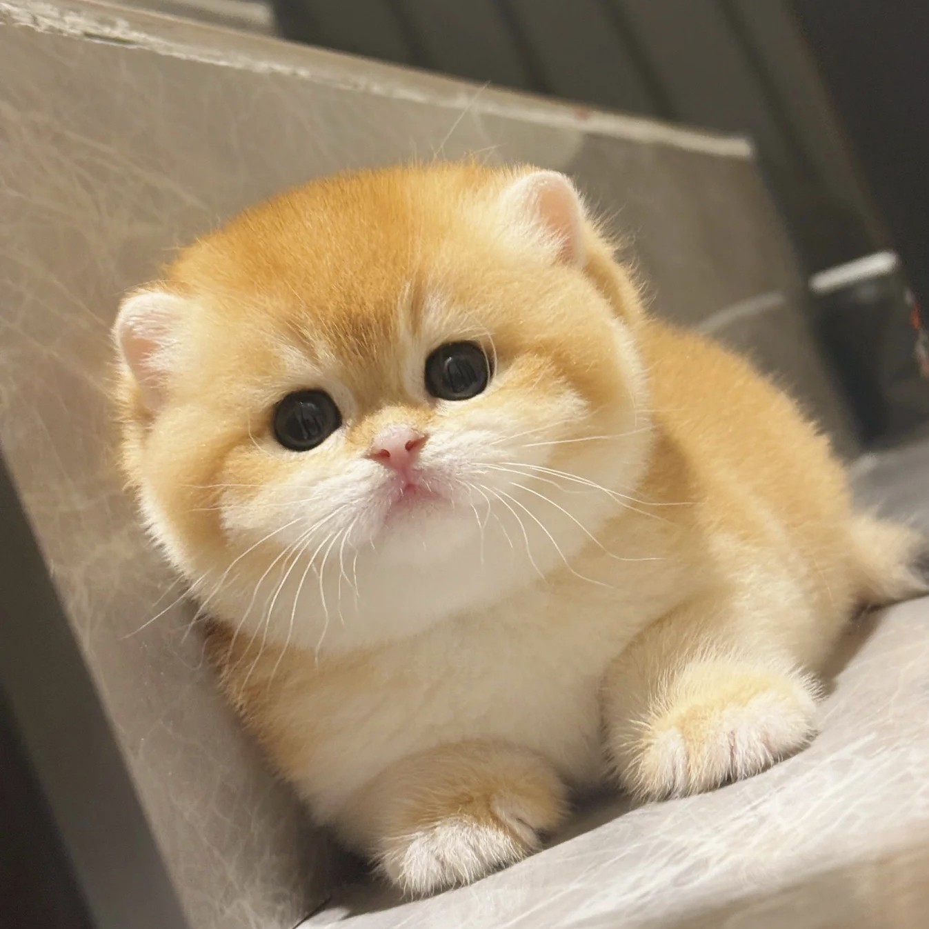 渐层系列/美短/曼基康/拿破仑/缅因/德文