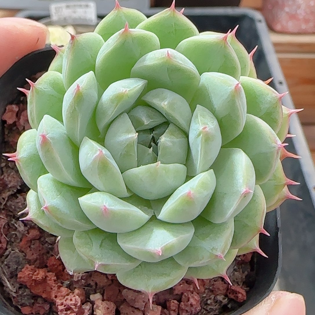 多肉0906-38海王长睫毛