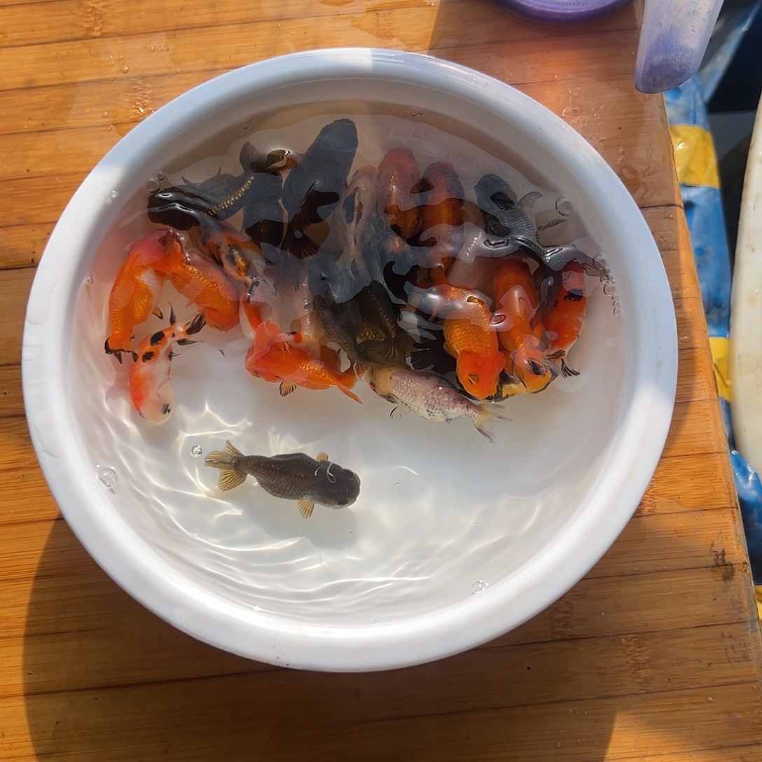 在***人海水鱼111111111111