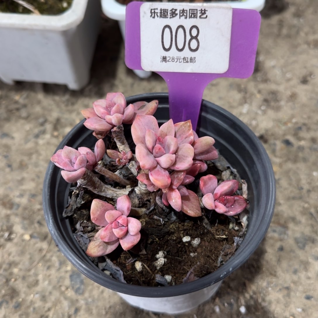 多肉植物彩虹糖井石化井