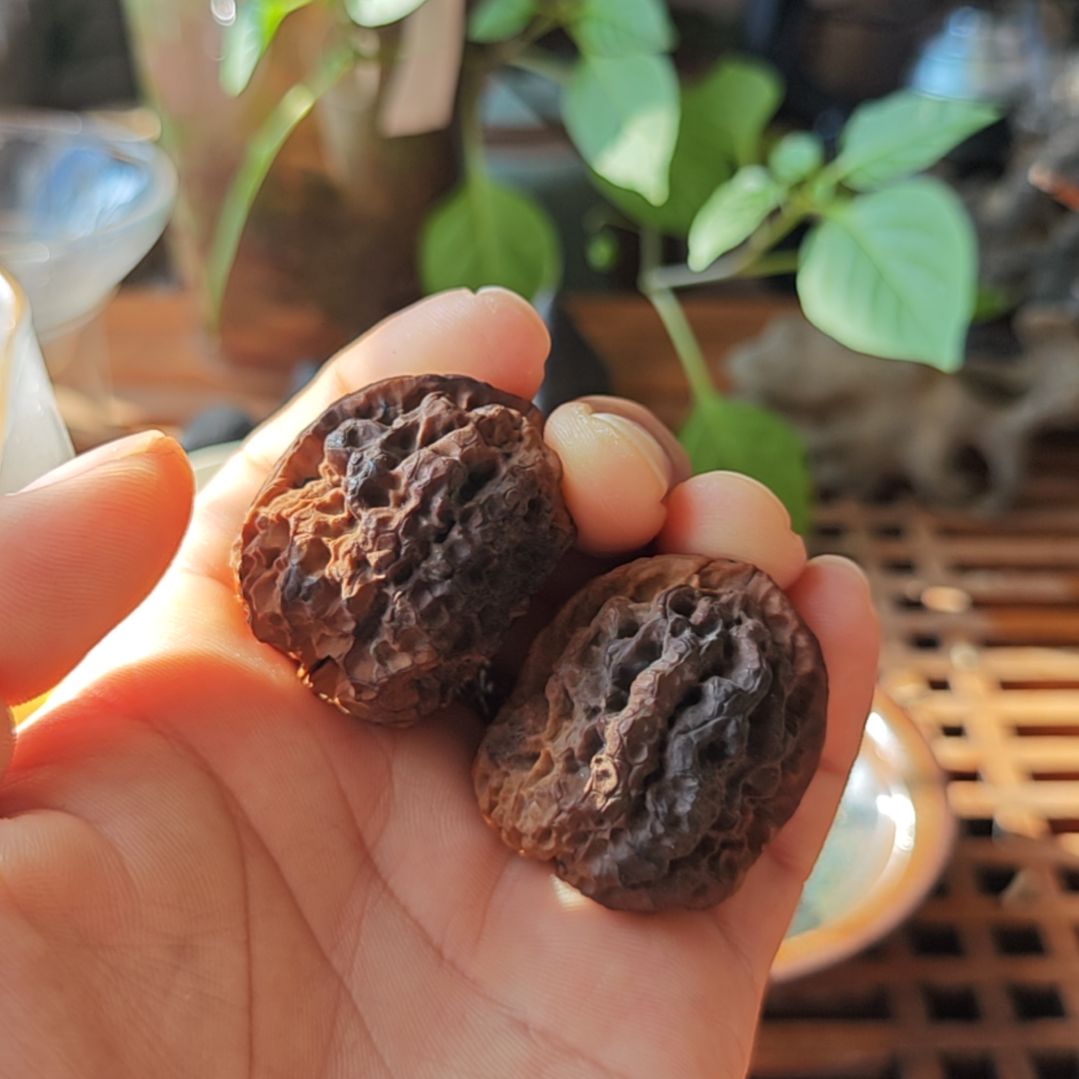 文玩核桃把件云南野生小众秘境文玩核桃螭云