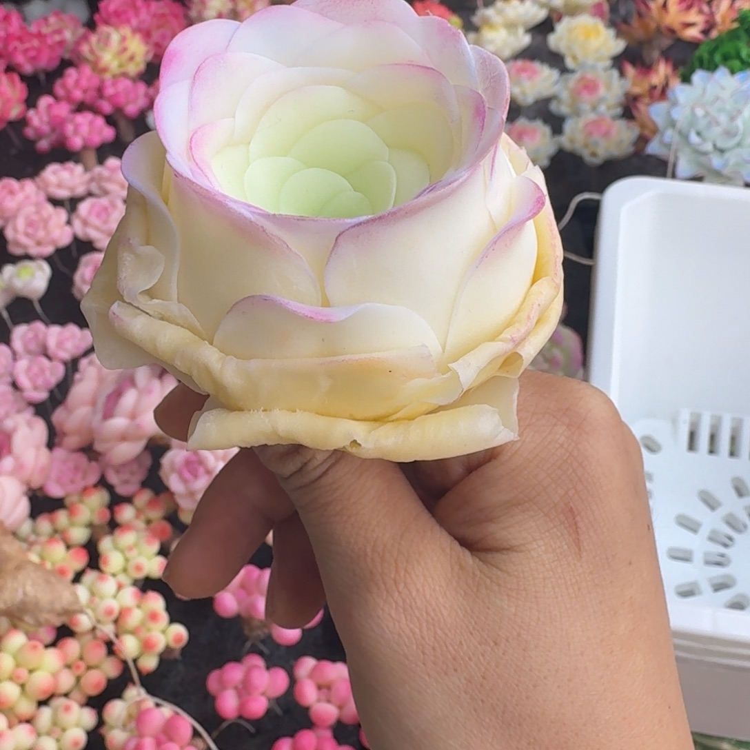 A***n树脂413号哦哦哦哦哦哦哦