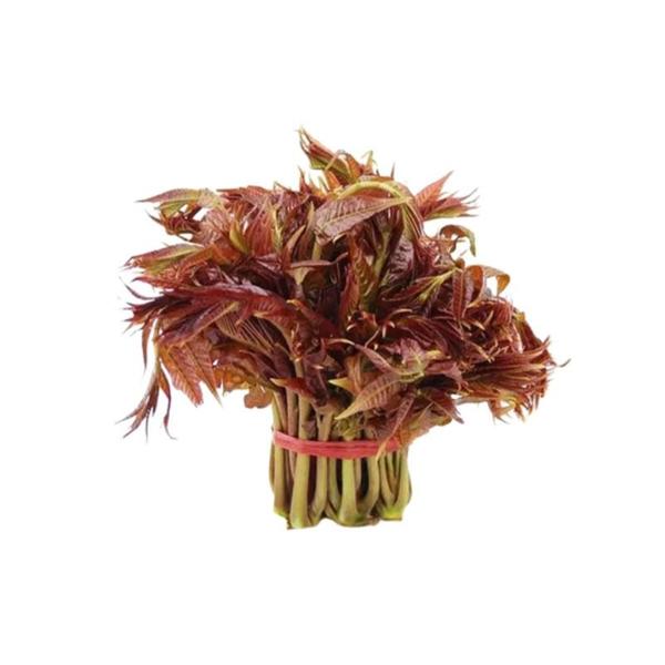 指鲜送 • 新鲜四季椿苗 100g