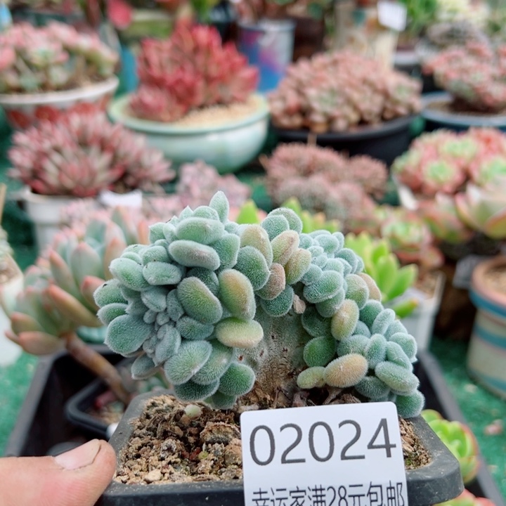 幸运儿是个很有才华又有