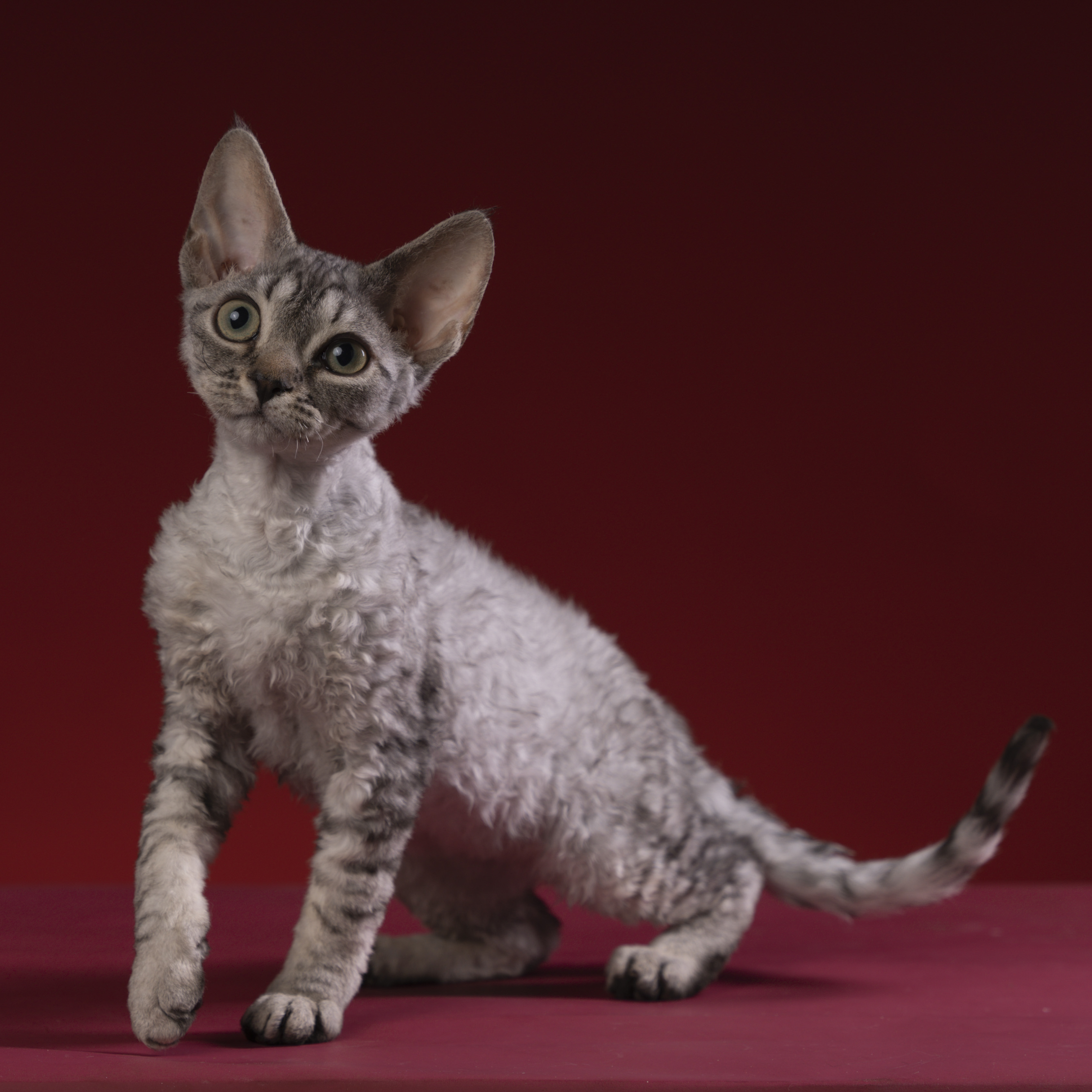 【脖子家德文】北北 银虎斑妹妹 活体猫猫