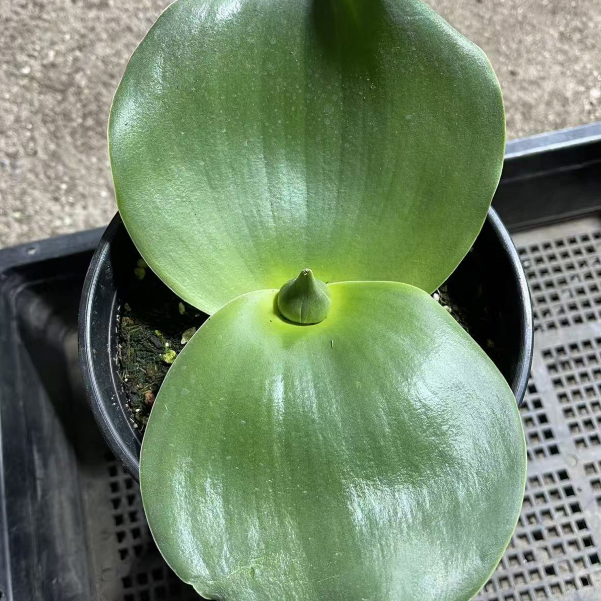 多肉植物  艳镜 