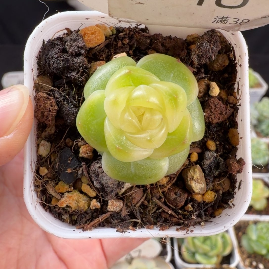 种播珍妮优选单头48号