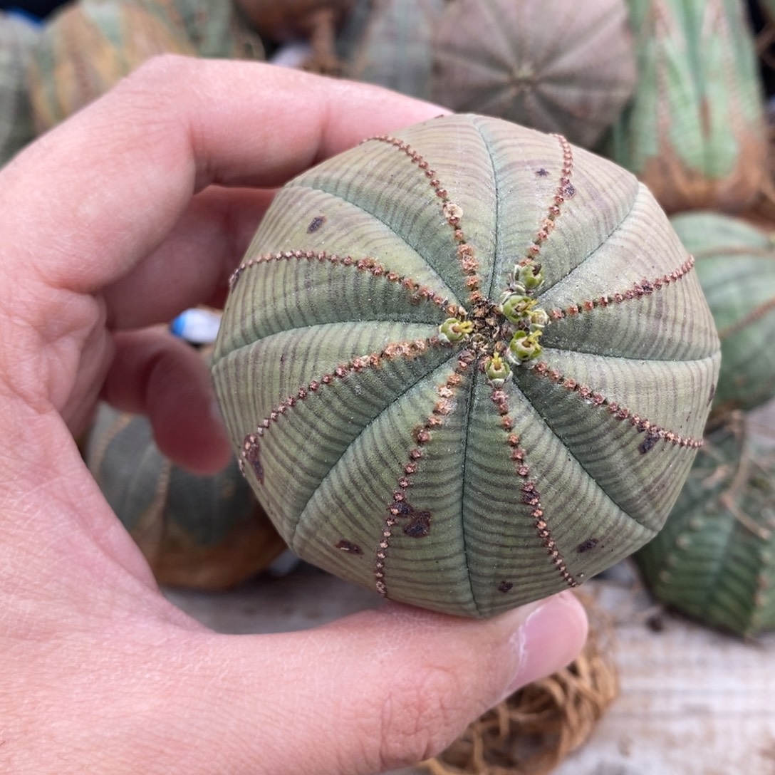 8 欧系实生布纹球多肉植物