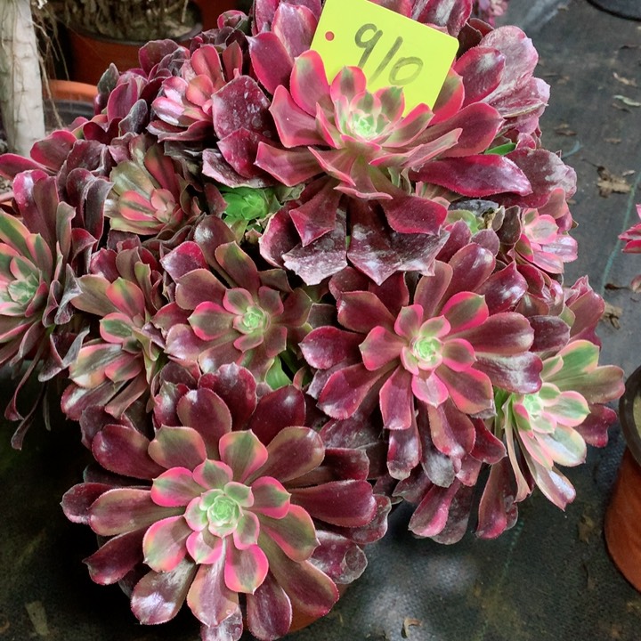 910梦娜丽莎多肉111111