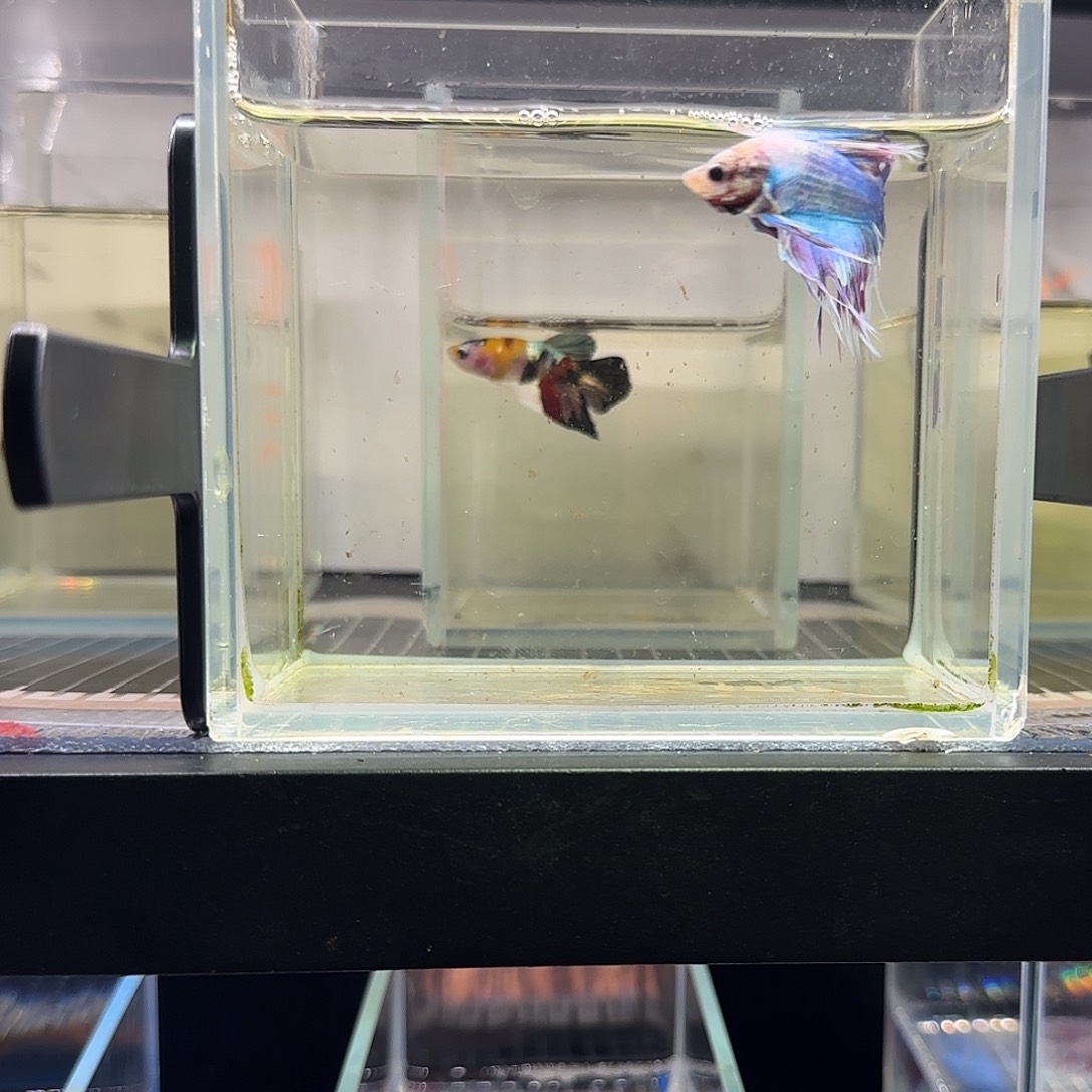 斗鱼vip高品质精品鱼鱼