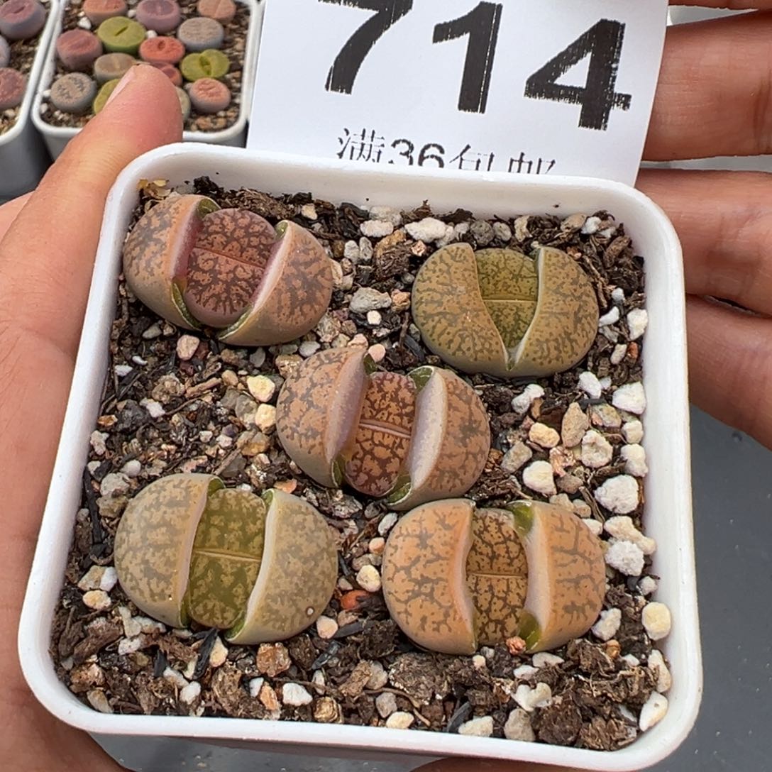 1.19好看的多肉714