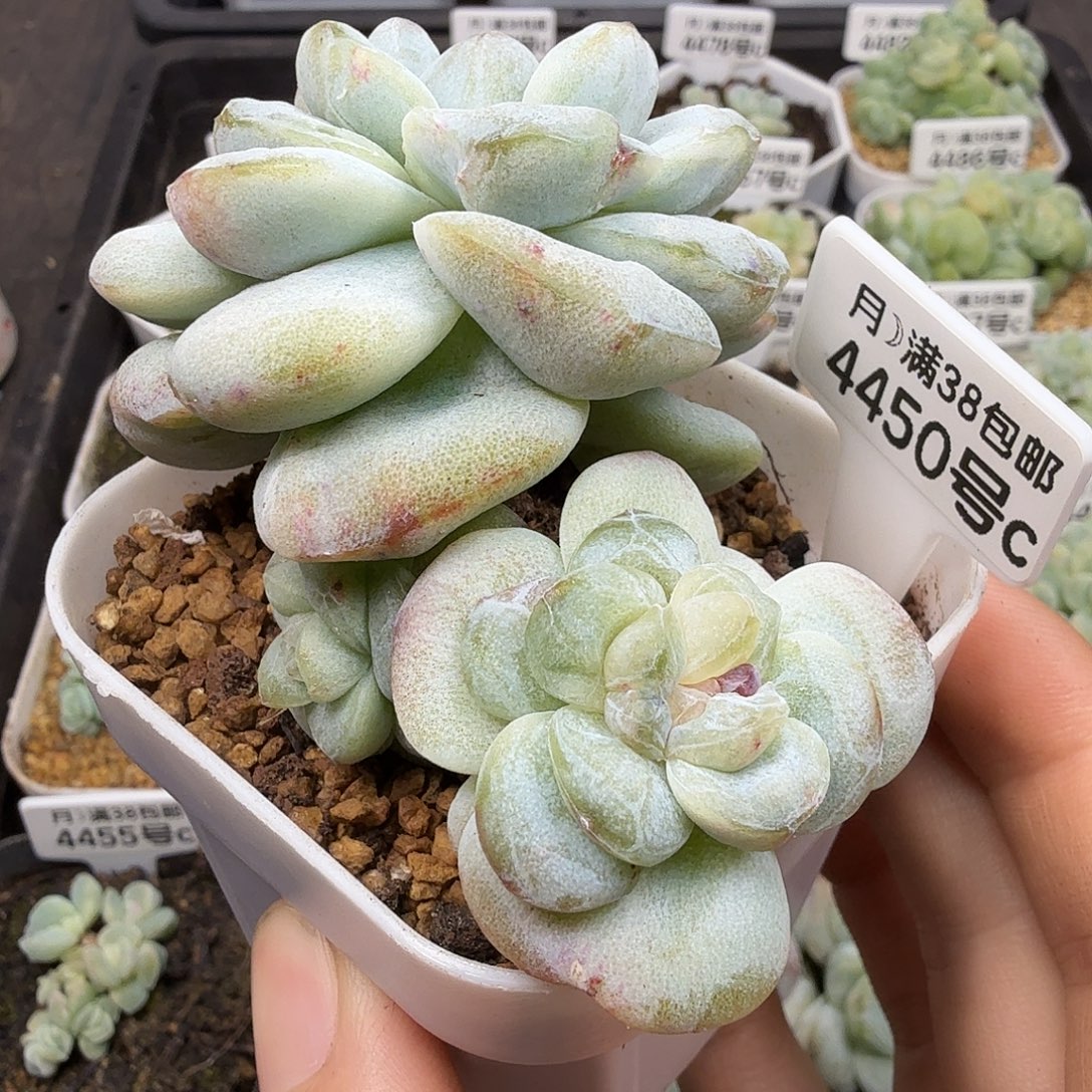 4450号冰玉石化三头群