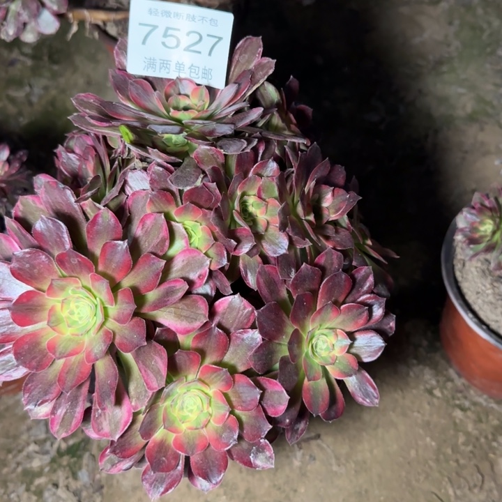 7527安娜多肉植物