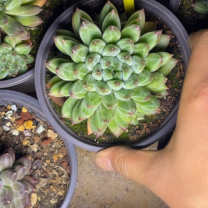 多肉植物雪花美人852