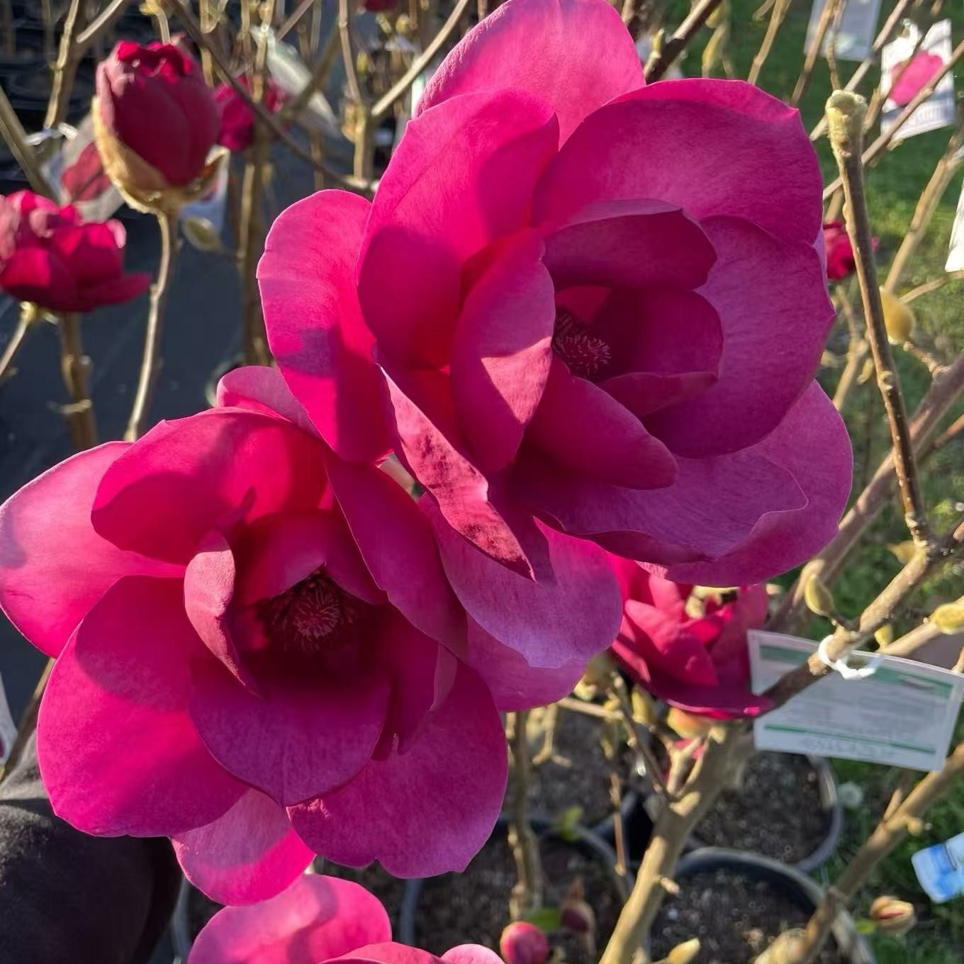 紫玉兰浓香型花卉耐寒适合四季庭院种植虎刺梅玉兰花