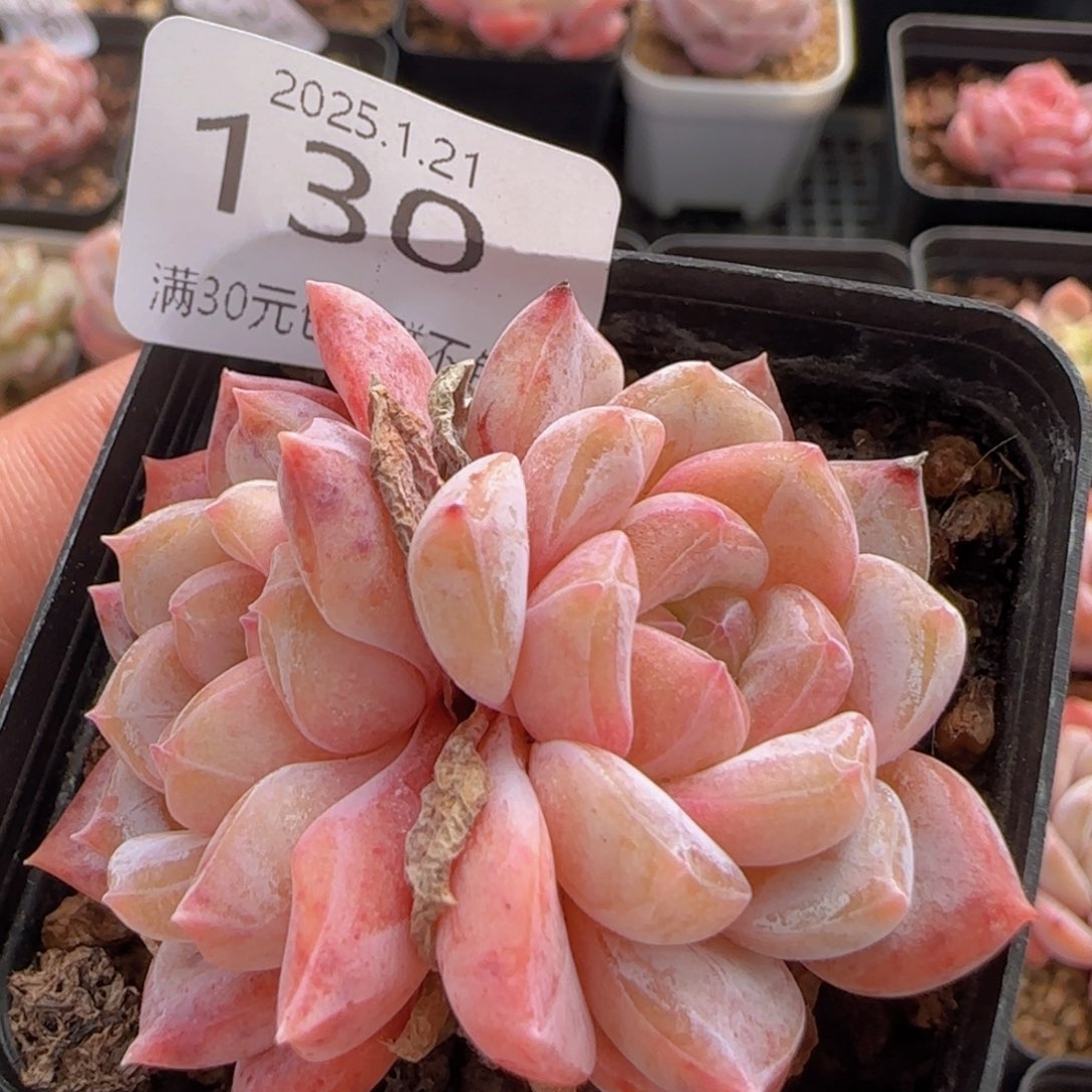 双头黛玉一颗脱土发货