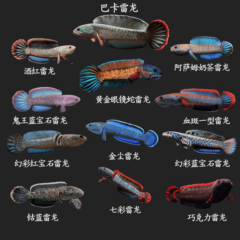 直播间专用链接 雷龙鱼 (单拍发试用装饲料)