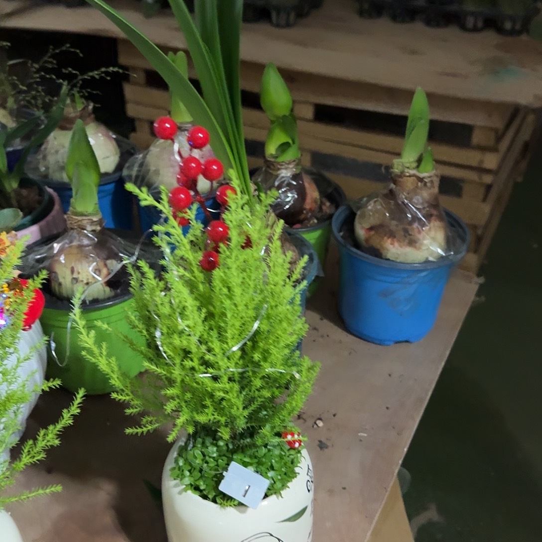 完全开放陶瓷盆小 香松