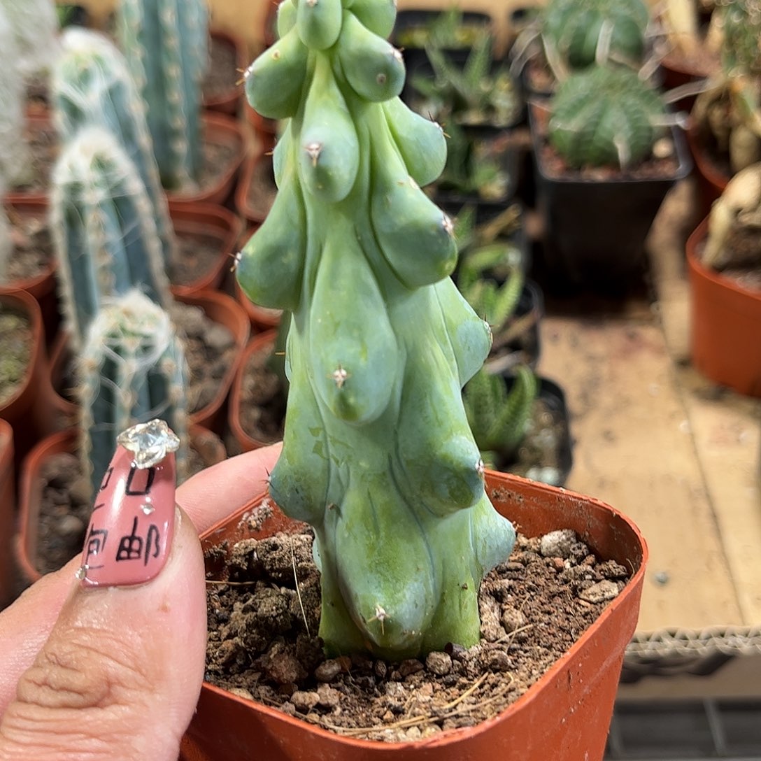 福禄寿单头发货单头发货