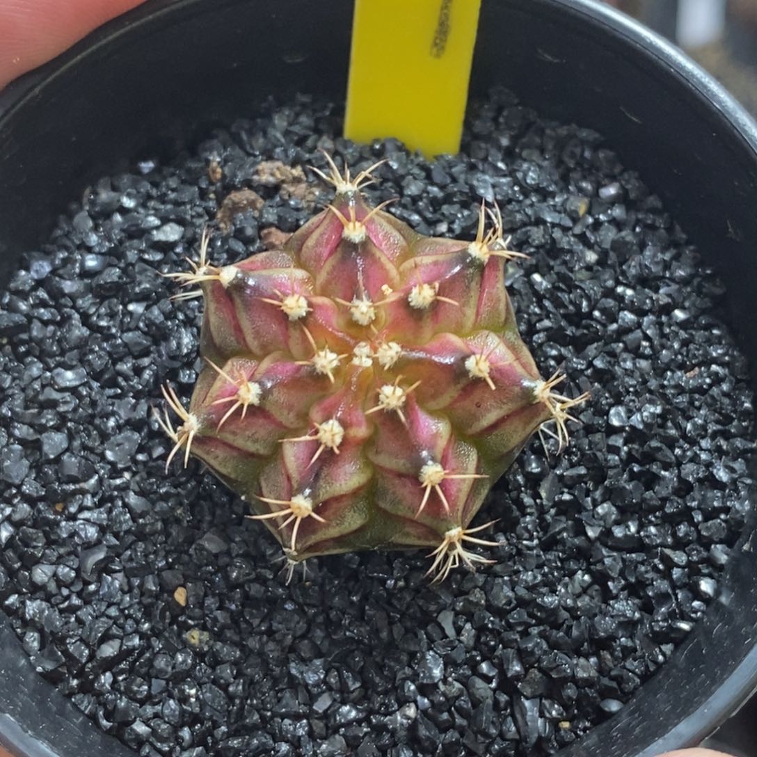 实生海神—带盆土发货21