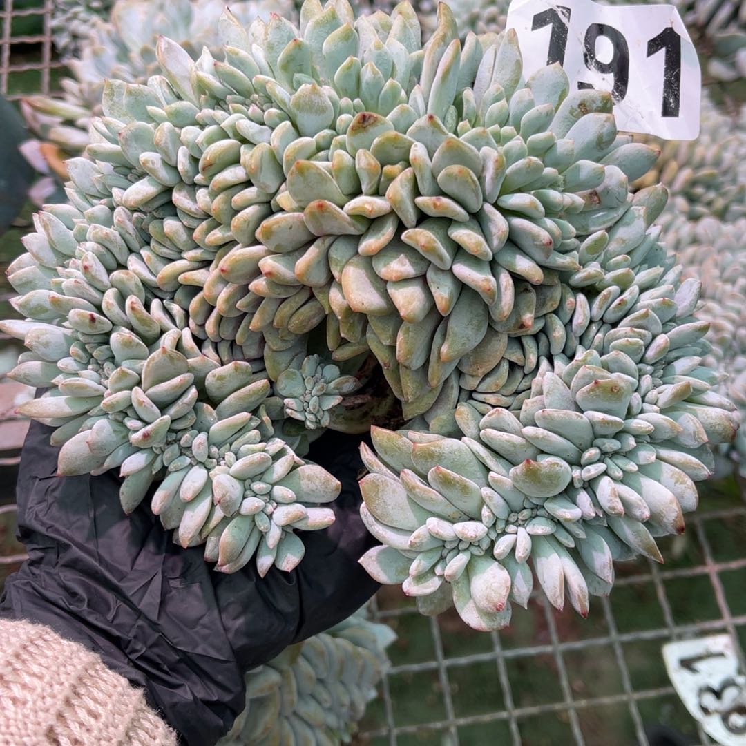 191号4458888888888