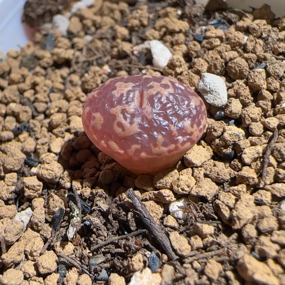肉锥多肉植物组合-超级泡泡勋693