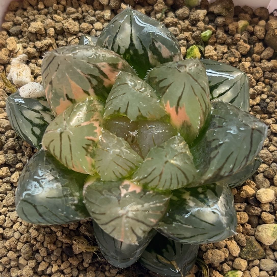 20om玉露锦福利专场