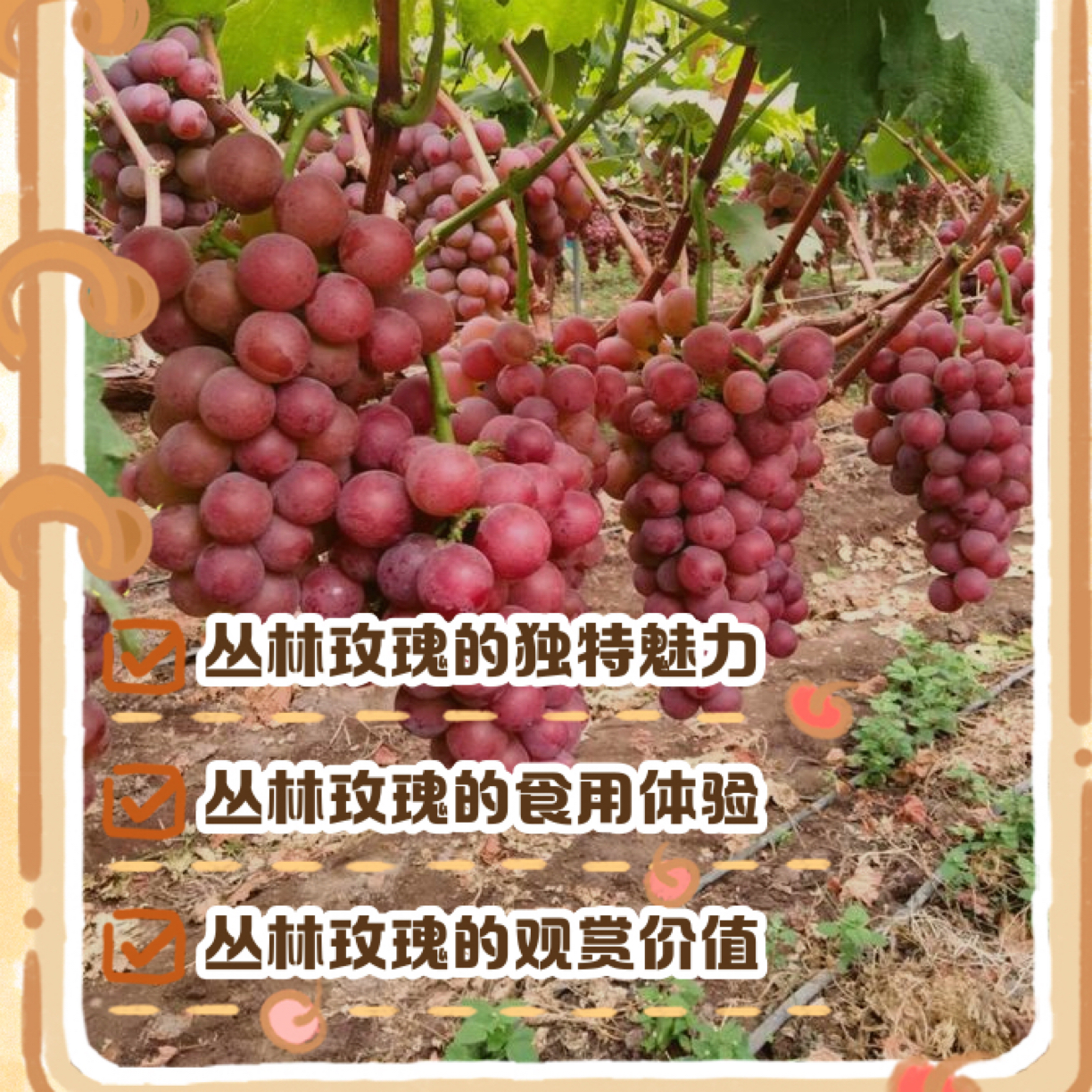 贝达嫁接丛林玫瑰