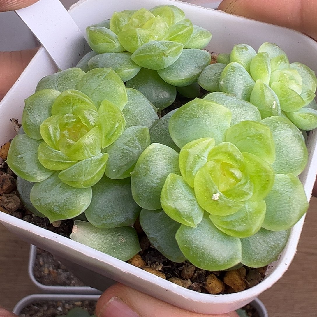 四头风花雪月灯。      