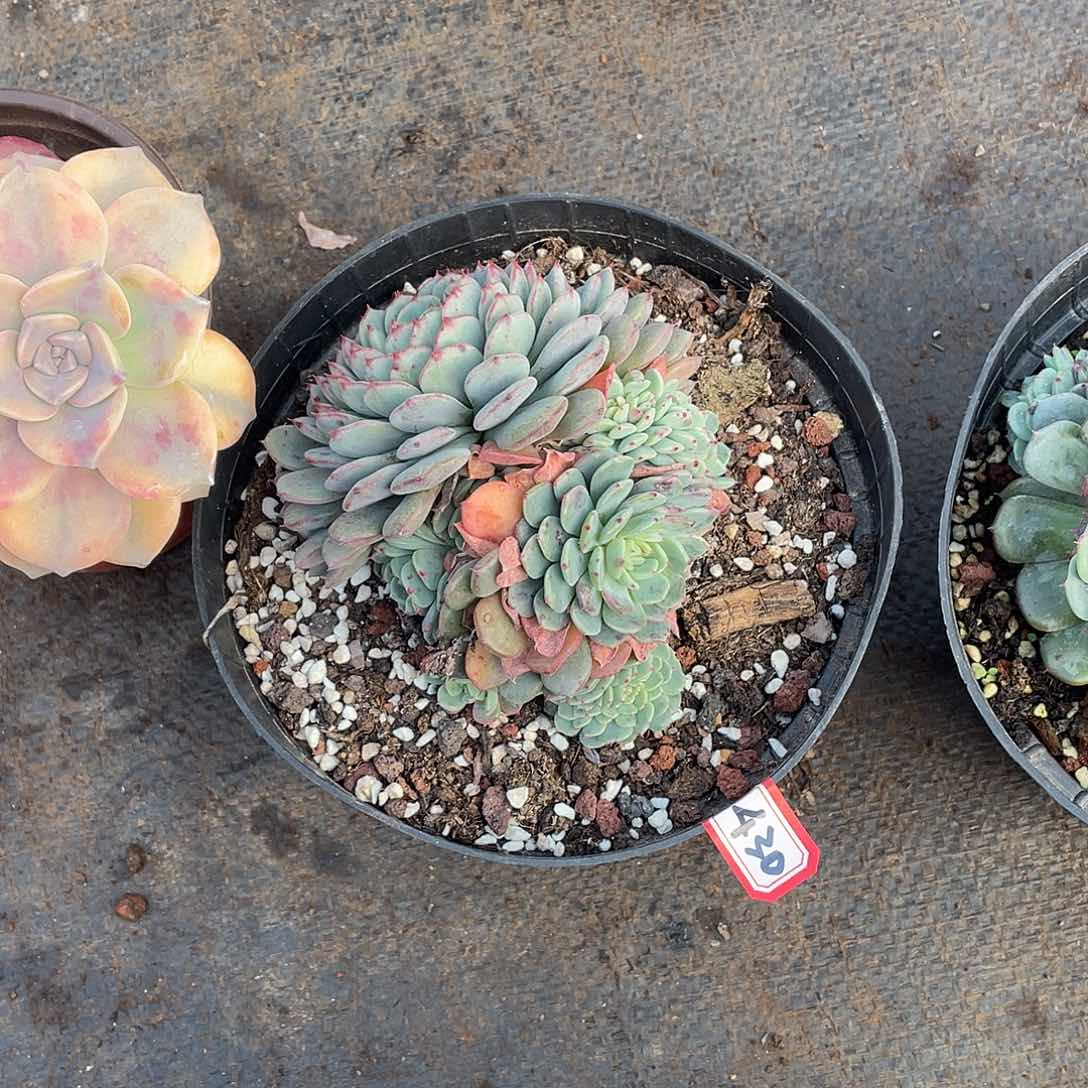 430白胖子一物一拍多肉