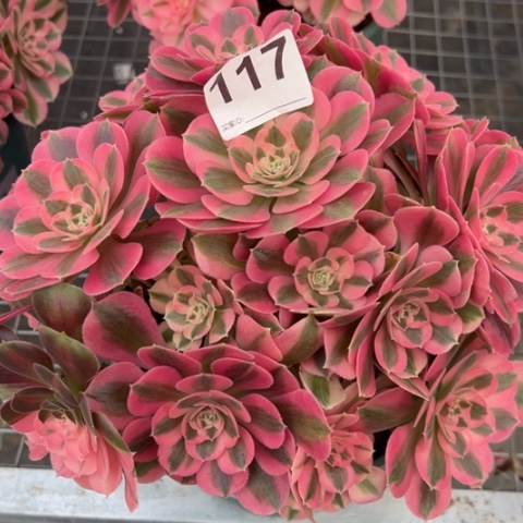 117女巫22厘米左右