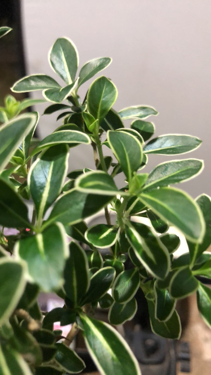 室内好养的禅意金边六月雪盆景老桩绿植盆栽