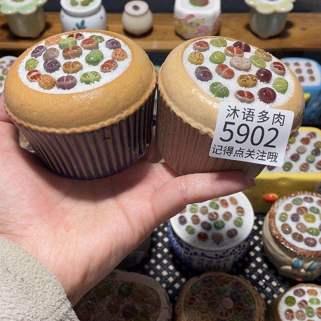 带盆土植物 一物一拍5902