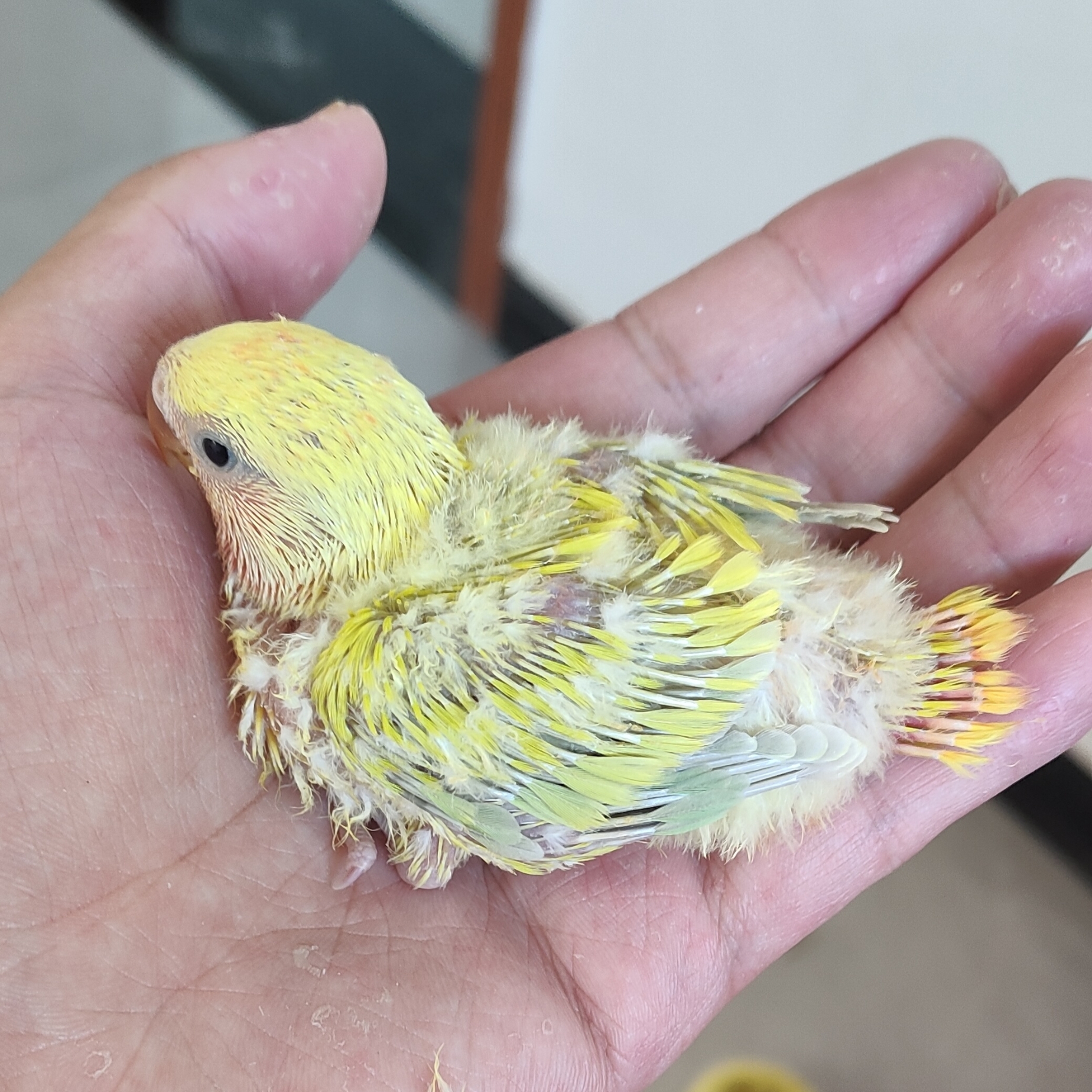 牡丹鹦鹉活体鸟宠物观赏牡丹鹦鹉黄桃绿桃活鸟手玩好养活小鸟活物