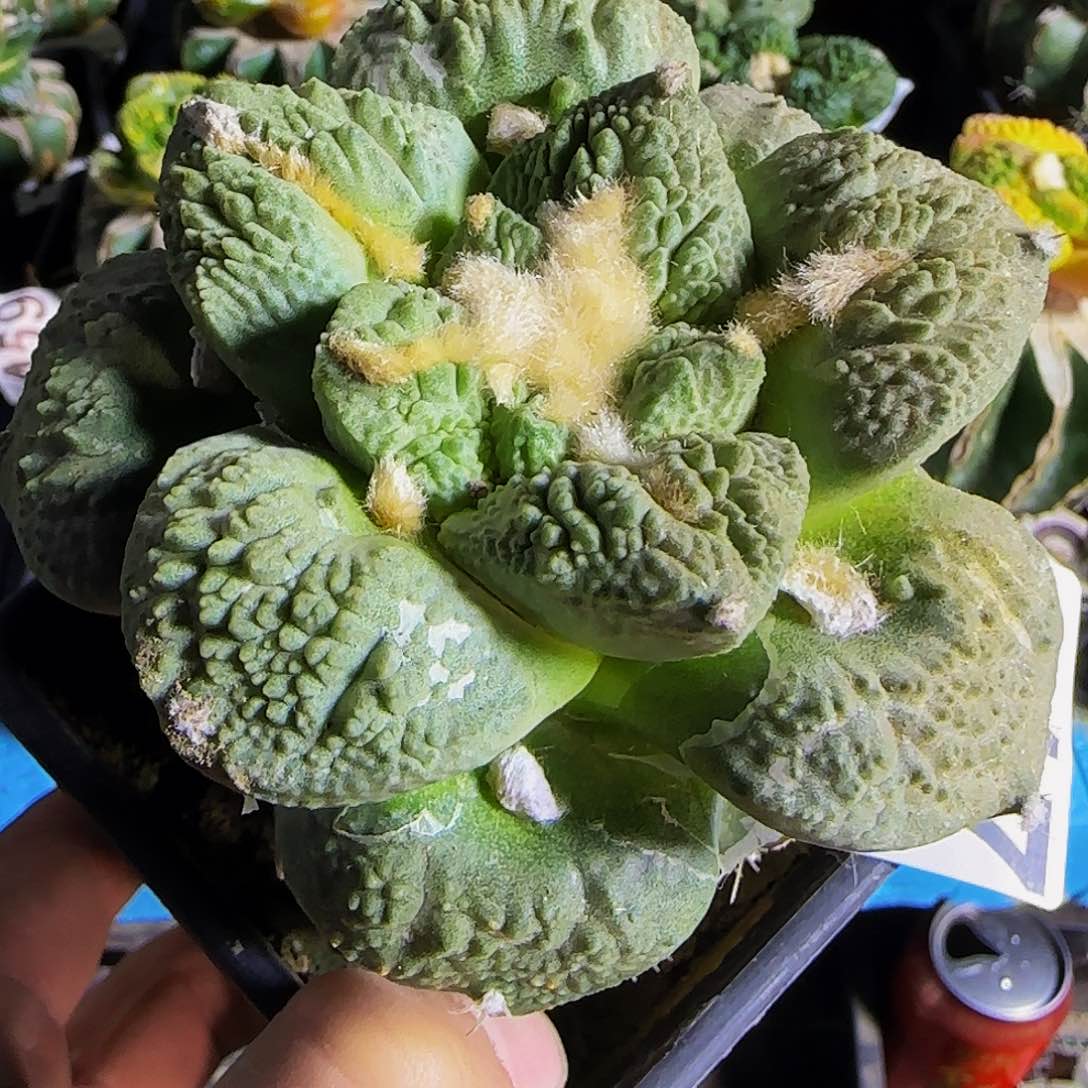 怒涛217仙人球开花