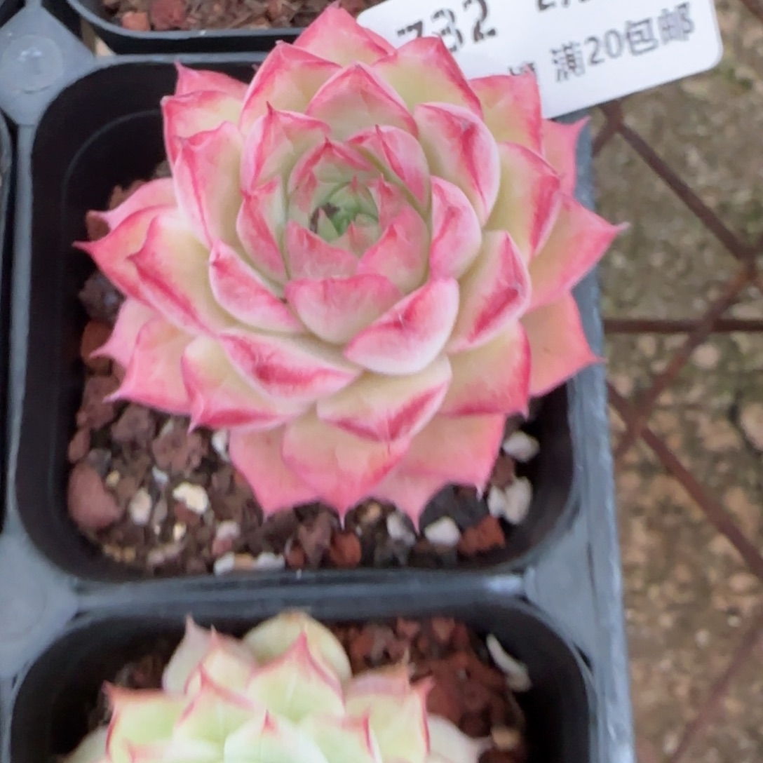 花语逸镜0204-732