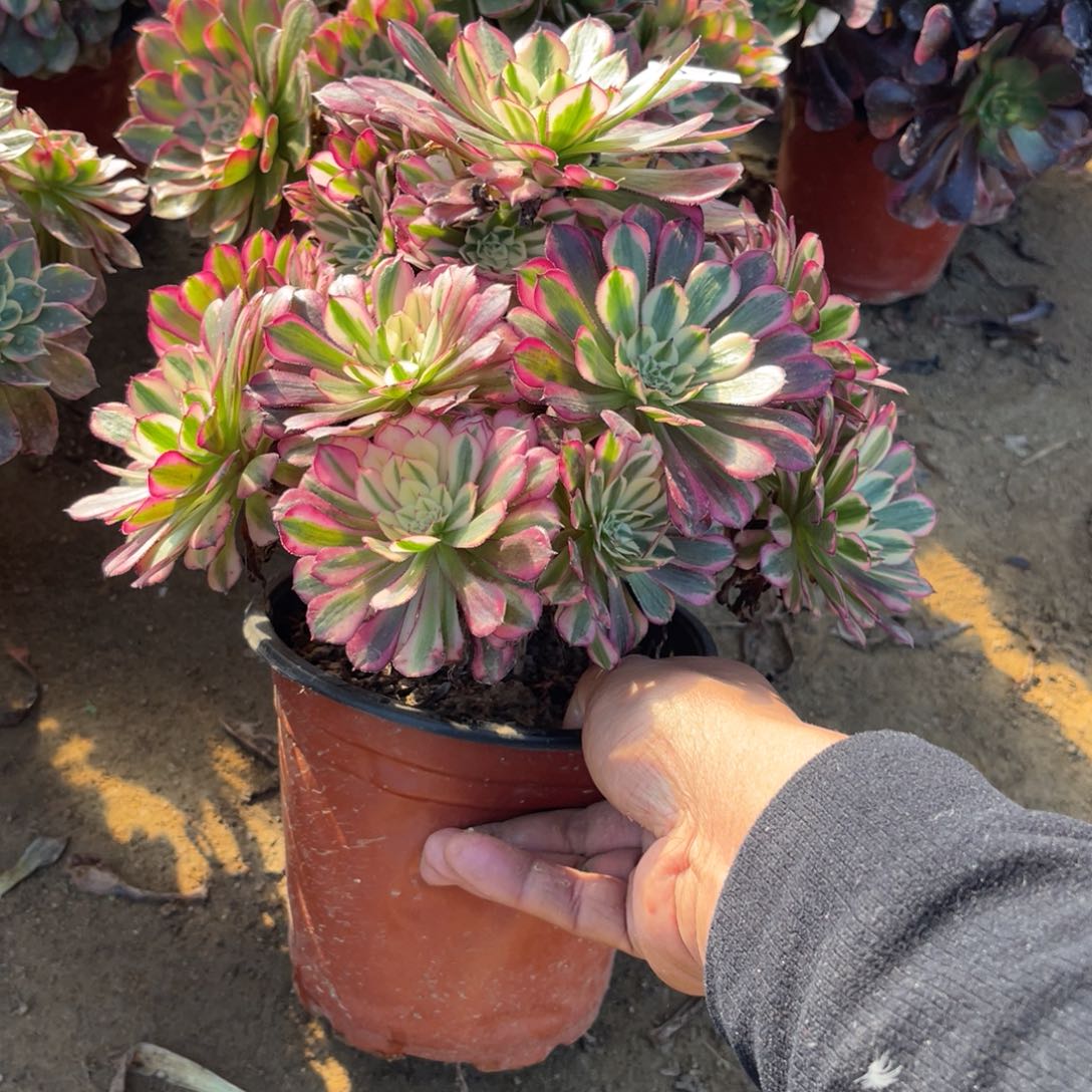 12-25-1红铜葫锦法师锦