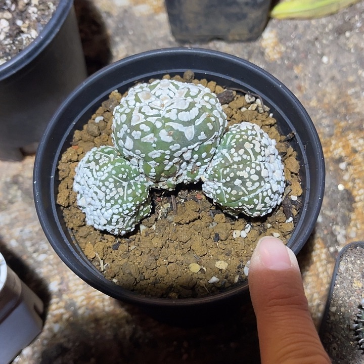 满38包邮2天凑单，脱土晾根发货多肉植物