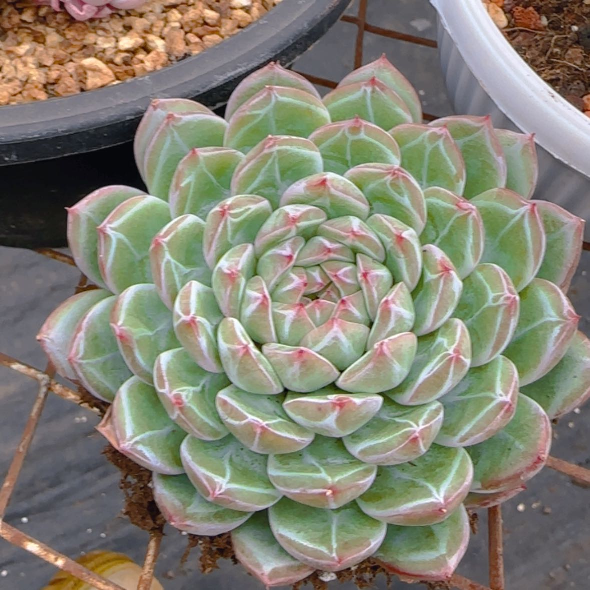 【闪购商品】雪花珍妮9.9