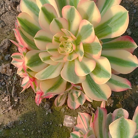 715粉女巫多肉植物