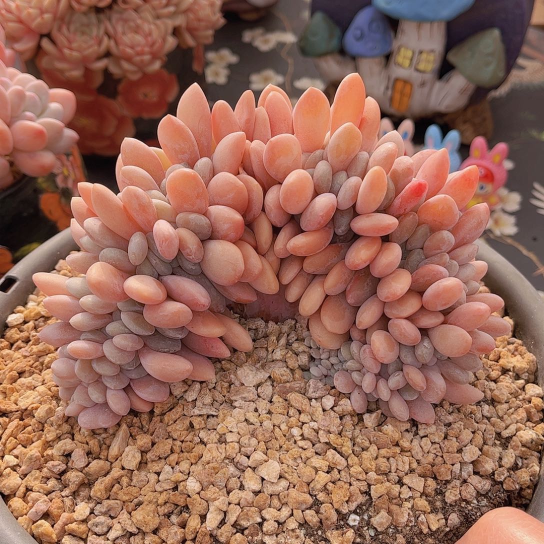 韩版粉兔缀精品多肉