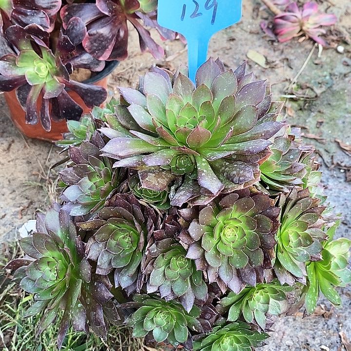 129 一颗红魔法师多肉