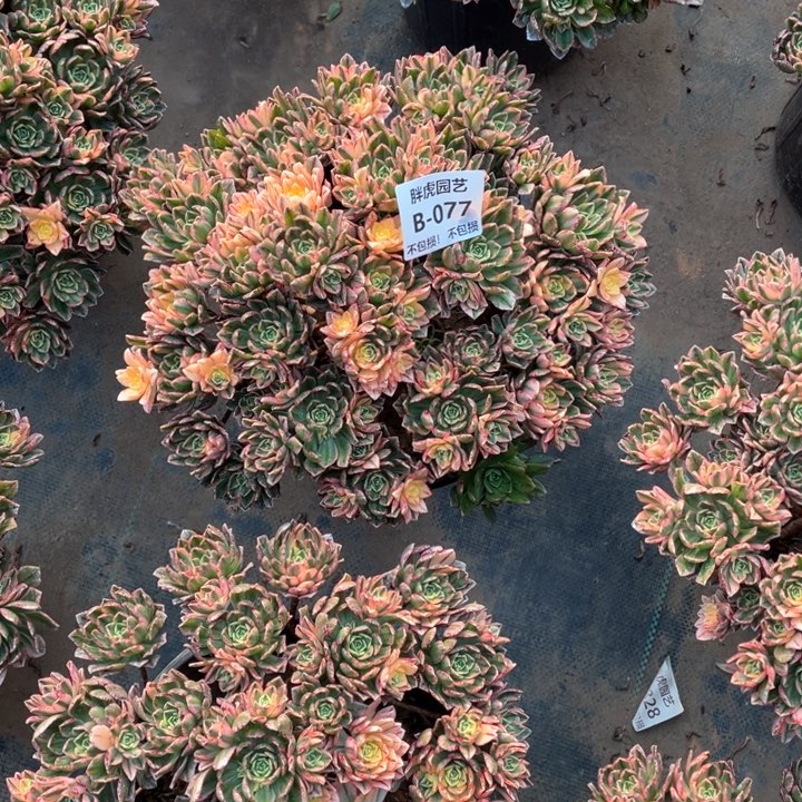 云*朵077甜茶多肉法师福利不包损