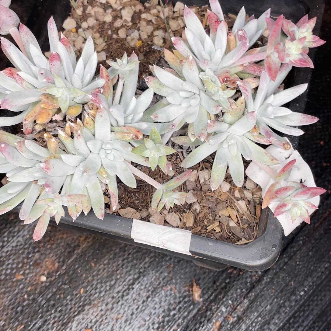 白姆老桩多头0319