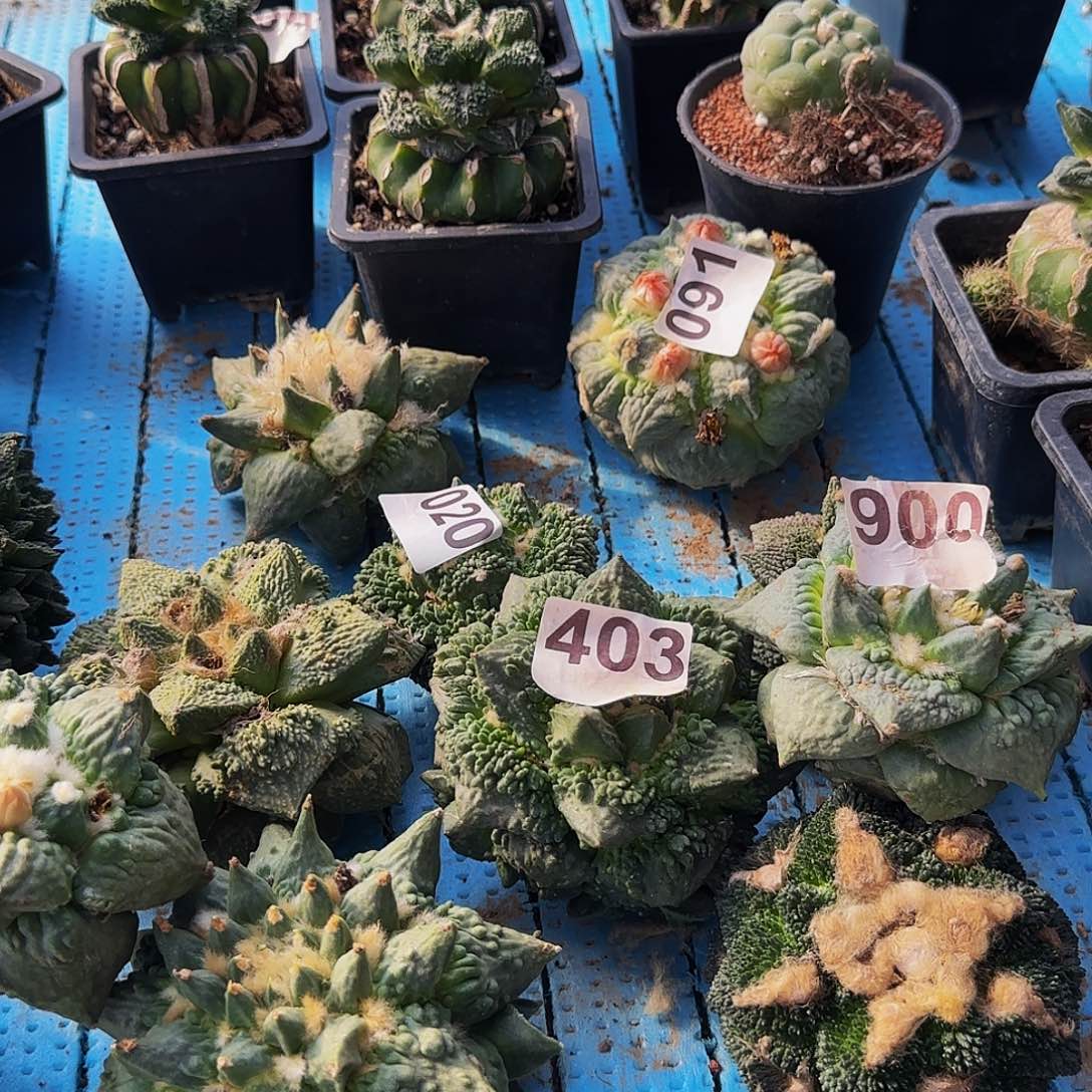 冬***鱼两个牡丹403900仙人球